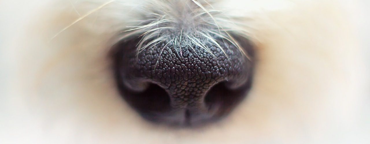 nose, dog, fur-4420535.jpg